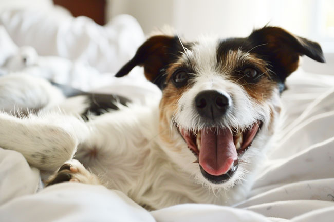 A happy dog playing with a toy in a bedroom.
